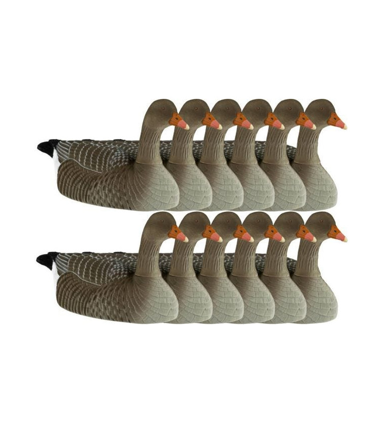 Coquille d'oie cendrée floquée active x12 