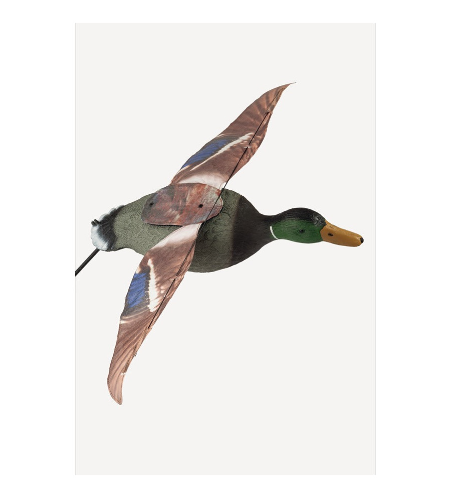 Forme de colvert male step-flap Stepland 