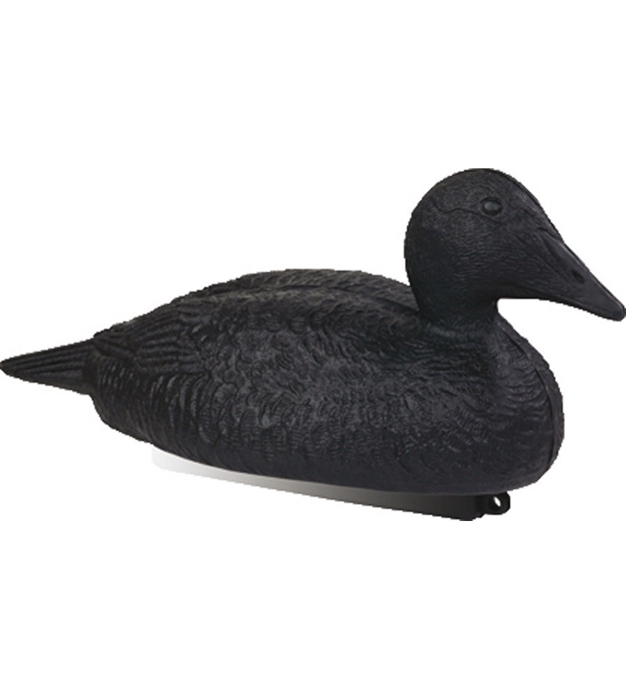 Forme d'eider noir Stepland 