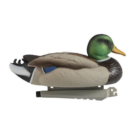 Forme de canard colvert male ultra HD mousse Stepland