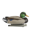 Forme de canard colvert male ultra HD mousse Stepland