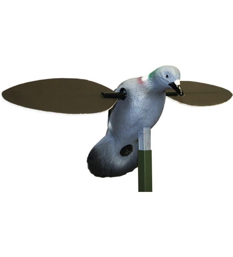 Pigeon à ailes tournantes Mojo